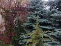 Жеке үй · 6 бөлме · 265.6 м² · 4 жүзд., Мамыр-1 ш/а. 27 — Шаляпина - Мамышулы, бағасы: 200 млн ₸ в Алматы, Ауэзовский р-н — фото 2