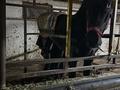 Зона отдыха Сакский Баня Тойхана этноауыл гостиница юрты 4 гектар · 40000 м² за 250 млн ₸ в Каскелене — фото 22