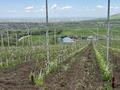 Фазенду с яблоневым садом и птичниками, 1000 м² за 290 млн 〒 в Талгаре — фото 9