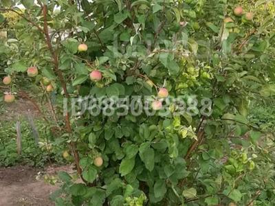 Часть дома · 1 комната · 20 м² · 5 сот., Сосновая 24 — Березовая за 10.5 млн 〒 в Павлодаре