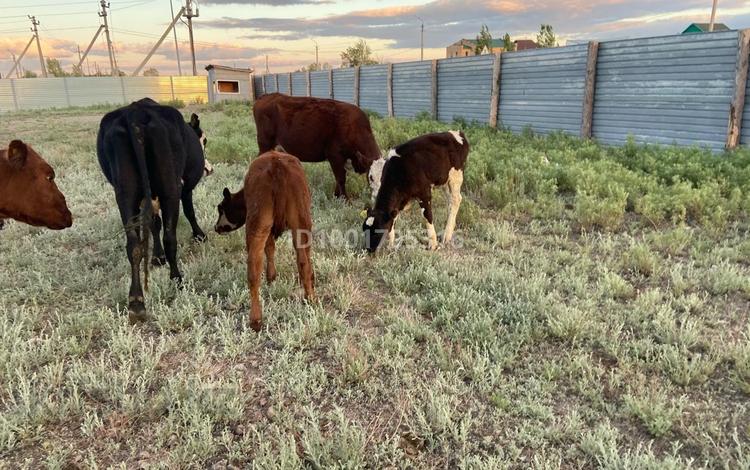 Участок · 15 соток, Е 167 участок 12 л 12 — 12 л за 20 млн 〒 в Астане, Сарыарка р-н — фото 2