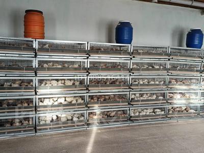 Производство перепела на яйца и мясо · 60 м², бағасы: 2.5 млн 〒 в 