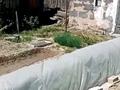 Дача · 2 комнаты · 50 м² · 6 сот., Мурат — Дачи мурат за 2.6 млн ₸ в Семее — фото 4
