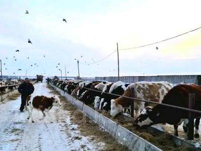 Молочная ферма с земельными участками за 190 млн 〒 в 