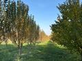 Участок · 1.9 га, Талгар за 12.5 млн ₸ — фото 3