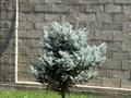 Отдельный дом · 4 комнаты · 120 м² · 6 сот., Абден Сатыбалдиева 13 — Сулейманова-Жамал Аппасова за 55 млн ₸ в Таразе — фото 16