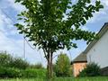 Тепличный комплекс · 10000 м², бағасы: 300 млн ₸ в Украинке — фото 7