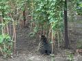 Участок · 7 соток, мкр Горный Гигант, Иванилова 7 за 220 млн ₸ в Алматы, Медеуский р-н