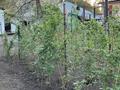 Участок · 7 соток, мкр Горный Гигант, Иванилова 7 за 220 млн ₸ в Алматы, Медеуский р-н — фото 2