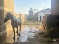 Склады, сельское хозяйство · 30000 м² за 250 млн ₸ в Шымкенте, Абайский р-н — фото 5