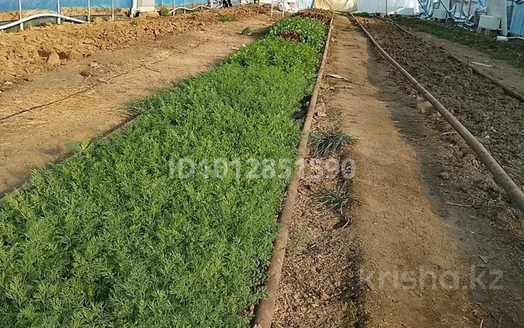 Свободное назначение, сельское хозяйство · 300 м² за 100 000 ₸ в Атырау, мкр Сая — фото 2