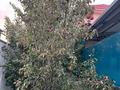 Отдельный дом · 8 комнат · 201 м² · 8 сот., Шымбулак 2г — Озон за 78 млн ₸ в Каскелене — фото 44