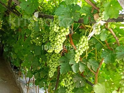 Дача · 4 комнаты · 63 м² · 40 сот., Вишнёвая 98 — Электрик за 7.2 млн 〒 в 