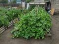 Жеке үй · 3 бөлме · 60 м² · 6 жүзд., Октябрьская 14 — Казпровода, бағасы: 10.5 млн ₸ в Сарани — фото 10
