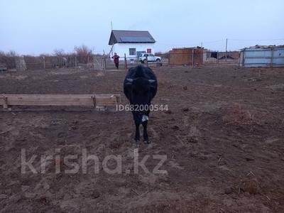 Жер телімі 50 га, Кызылорда, бағасы: 13 млн 〒
