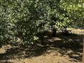 Жер телімі · 6.11 сотық, Ш.Айманов б/н, бағасы: 7 млн ₸ в Жанаталап — фото 5