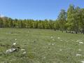 Участок · 3 га, Катон-Карагай за 180 млн 〒