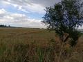 Жер телімі · 1 га, Тұрар, бағасы: 20 млн ₸ в  — фото 10