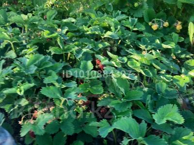 Дача · 1 комната · 600 м² · 600 сот., Садовомобщество Казакстан за 1 млн 〒 в Риддере