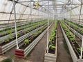 Ауыл шаруашылығы · 1000 м², бағасы: 600 000 ₸ в Уральске, мкр. Зачаганск пгт — фото 3