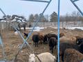 Крестянский хозяйство · 4900 м² за 160 млн ₸ в Дарьинске — фото 10