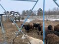 Крестянский хозяйство · 4900 м² за 160 млн ₸ в Дарьинске — фото 3