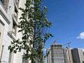 Свободное назначение · 250 м² за 1.6 млн ₸ в Астане, р-н Байконур — фото 16