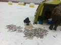 рыболовно-охотничью базу за 500 000 〒 в Алматинской обл. — фото 16