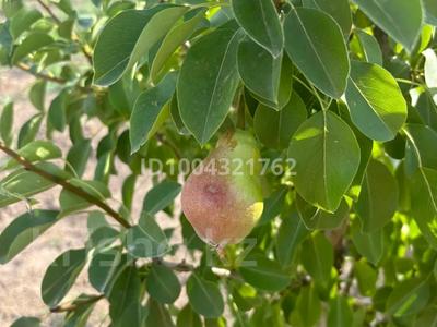 Дача · 2 комнаты · 50 м² · 24 сот., Сарыөзек — Сарыөзек бойында, трассадан 200 м жерде тез арада за 13 млн 〒 в Атырау