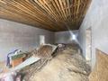 Жеке үй · 5 бөлме · 306 м² · 14 сот., Абая 111, бағасы: 30 млн ₸ в Талдыкоргане — фото 8