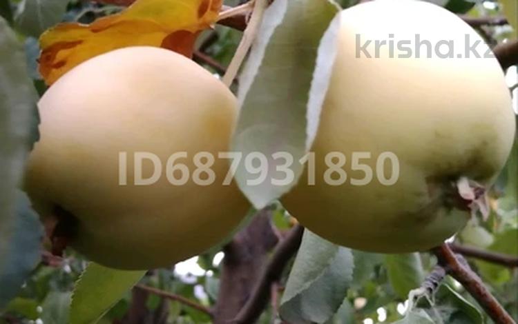 Жеке үй · 3 бөлме · 80 м² · 6 жүзд., Кирпичный Энергетик 2 — Уч 116а, бағасы: 16 млн ₸ в Актобе, жилой массив Кирпичный — фото 2