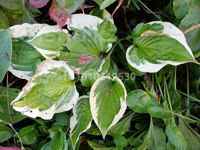 Дача · 4 комнаты · 60 м² · 8 сот., Мотор 275 за 7.5 млн 〒 в Петропавловске