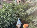 Отдельный дом · 6 комнат · 240 м² · 7.5 сот., мкр Айгерим-1, Пригородная 7а — Рыскулова-Ашимова за 110 млн ₸ в Алматы, Алатауский р-н — фото 57