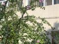 Жеке үй · 8 бөлме · 300 м² · 7.2 жүзд., Колбасшы Койгелды 95 — Кошек Батыра, бағасы: 75 млн ₸ в Таразе — фото 27