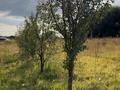 Отдельный дом · 6 комнат · 220 м² · 66 сот., Есенбая за 54 млн ₸ в Есик — фото 20