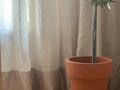 3-бөлмелі пәтер · 118 м² · 3/8 қабат, Дулати 201а — Рыскулова, бағасы: 79 млн ₸ в Шымкенте, Аль-Фарабийский р-н — фото 17