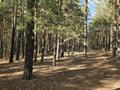 Участок · 24 сотки, Санаторий светлый за 56 млн ₸ в Бурабае — фото 2