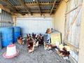 Отдельный дом · 4 комнаты · 145 м² · 100 сот., Мамай Батыра за 69.7 млн ₸ — фото 21