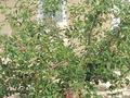 Отдельный дом · 3 комнаты · 72.6 м² · 10 сот., Жумабай Даулетова 13А 12/8 — Еркинкала 2 за 25 млн ₸ в Атырау — фото 15