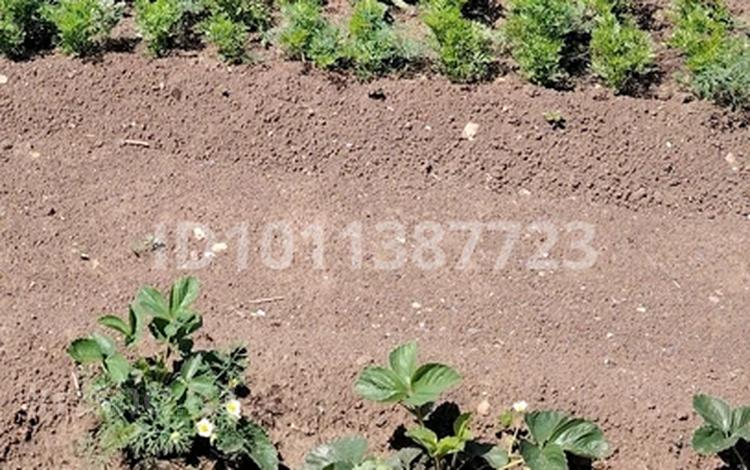 Саяжай · 3 бөлме · 60 м² · 10 жүзд., СТ Звезда понтонный мост — За понтонным мостом, бағасы: 8.5 млн ₸ в Усть-Каменогорске, Ульбинский — фото 3