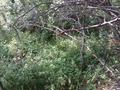 Участок · 8.6 соток, Ст Сантехник 48 за 3 млн ₸ в Алматы, Медеуский р-н — фото 7