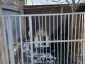 Отдельный дом · 4 комнаты · 140 м² · 7 сот., Иргели 6 за 55 млн 〒 в Жамбыле — фото 46