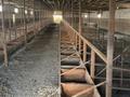 Готовый бизнес откорм база 15 гектар · 15000 м² за 50 млн ₸ в Атырау