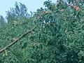 Саяжай · 2 бөлме · 12 м² · 6 жүзд., Сад Южный,ул Сиреневая 41 — На кольце в сторону аэропорта, бағасы: 700 000 ₸ в Павлодаре — фото 7