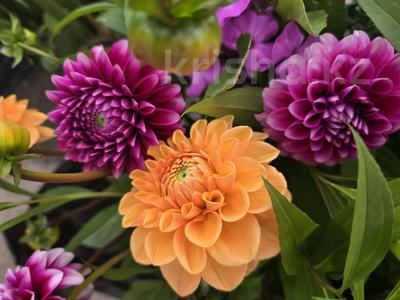 Дача · 2 комнаты · 25 м² · 6 сот., 1дачная — Orman vilage за 6.5 млн 〒 в Петропавловске