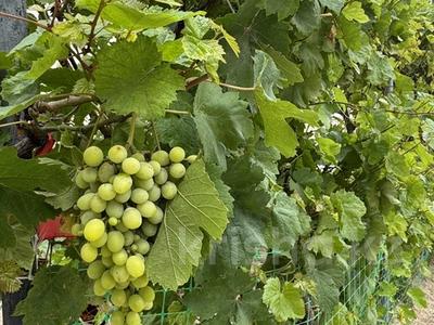 Отдельный дом · 6 комнат · 245.3 м² · 7 сот., Арай 29 за 57.9 млн ₸ в Актау, мкр Приморский