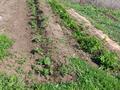 Участок · 8 соток, 4 — С/т Березка за 1 млн ₸ в  — фото 7