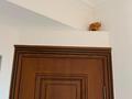 3-бөлмелі пәтер · 70 м², Абылайхана 8/10, бағасы: 60 млн ₸ в Алматы, Жетысуский р-н — фото 26