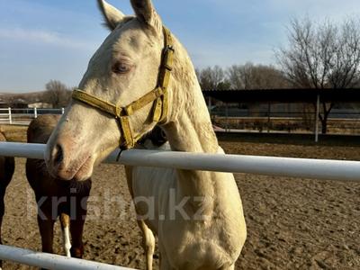 Сельское хозяйство, бани, гостиницы и зоны отдыха · 2000 м² за ~ 1.1 млрд ₸ в Умбетали