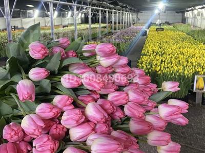 Тепличное хозяйство · 1000 м², бағасы: 165 млн ₸ в Уральске, мкр. Зачаганск пгт